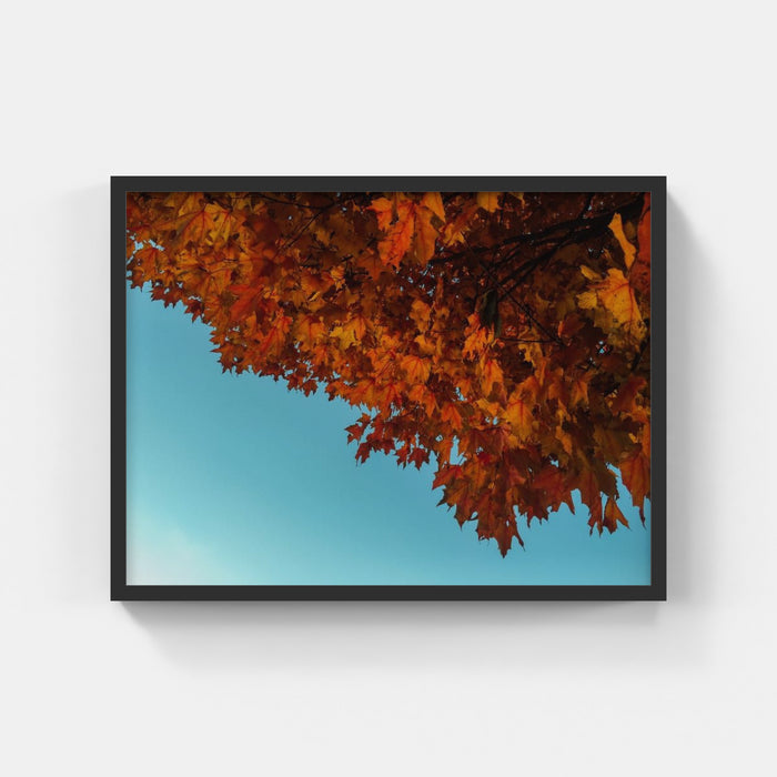 Automn Leaf - Aaron Burden