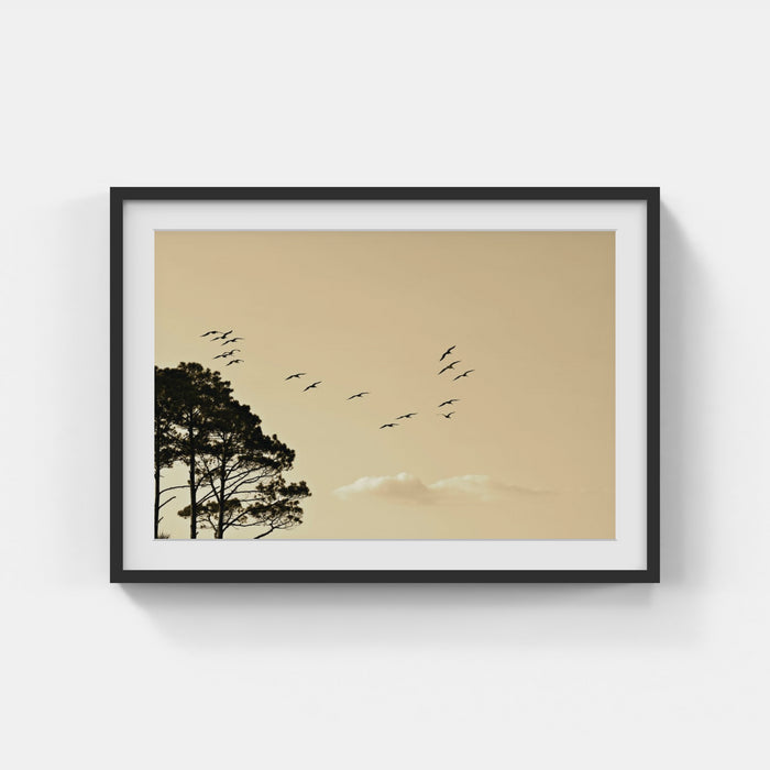 Birds Photoart - Monica Ricci