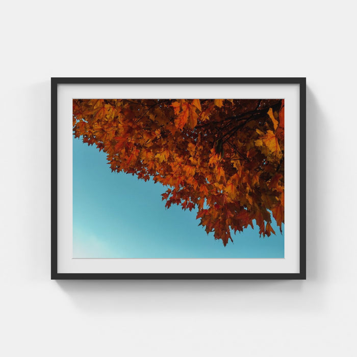 Automn Leaf - Aaron Burden